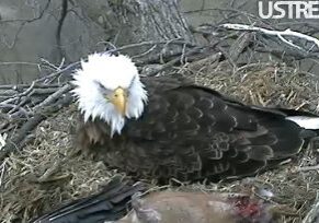 Eagle guarding nest on branches