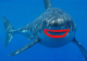 Smiling shark underwater with red outline