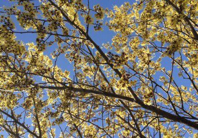 Yellow blossoms against clear blue sky