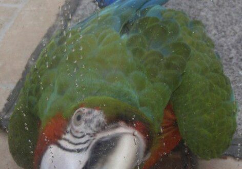Colorful parrot resting on a patio