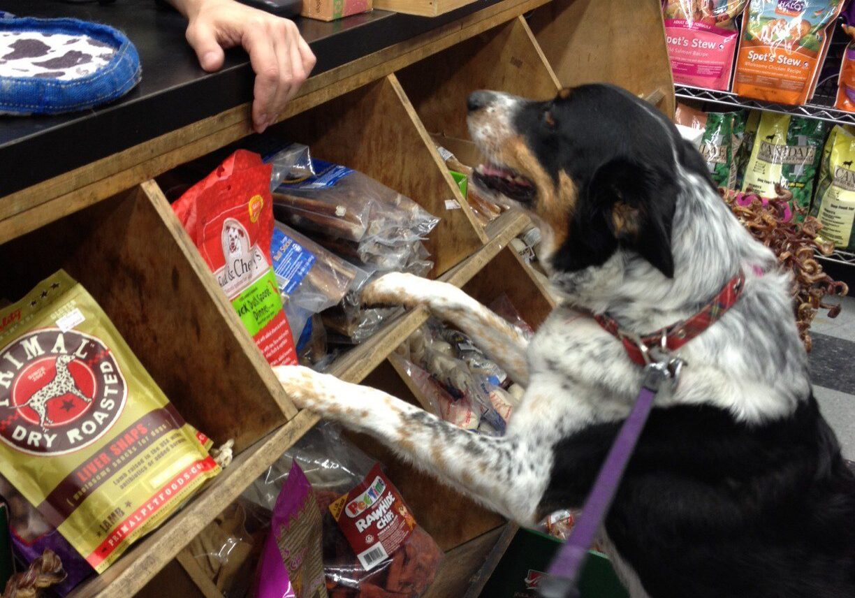 Dog eagerly shopping at pet store counter