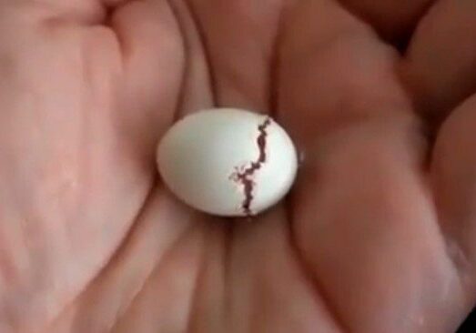 Hand holding a cracked egg