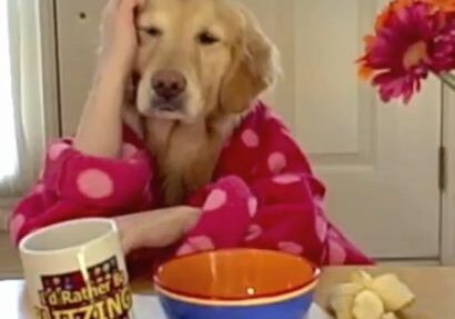 Dog wearing pink robe looking sleepy