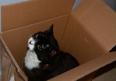 Curious cat peeking from a cardboard box.
