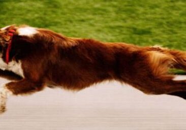 Dog leaping with a tennis ball
