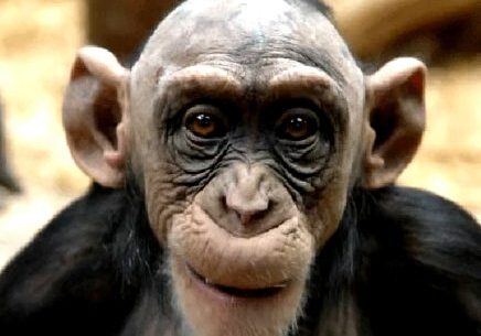Chimpanzee with expressive eyes and ears
