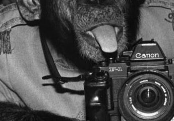 Chimp sticking tongue out with camera