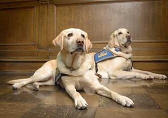 Assistance dogs lying down indoors