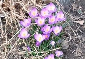 Spring flowers in dry soil