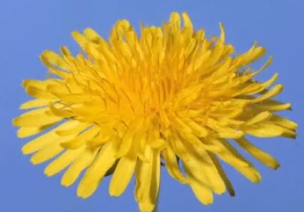 Bright dandelion flower close-up