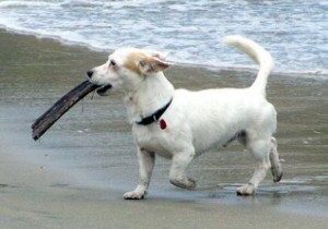 Energetic dog carrying stick on shore