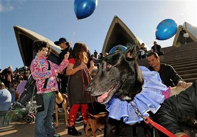 People and dogs with blue balloons