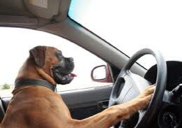 Boxer dog pretending to drive
