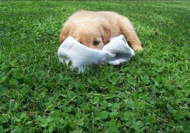 Puppy playing with sock on grass