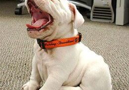 Cute puppy yawning in office