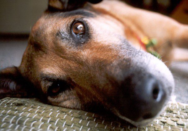 Resting dog with a gentle gaze