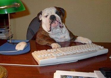 Bulldog sitting at a computer desk