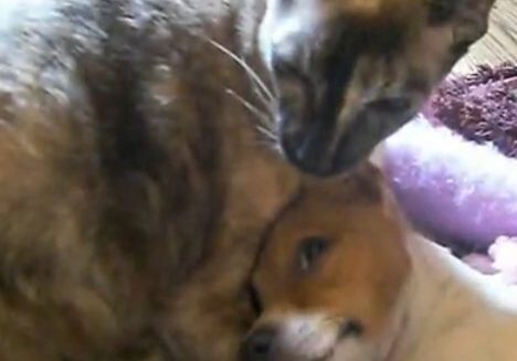 dogandcatlove-1