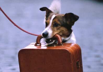Terrier with brown suitcase in mouth