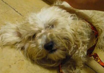 Fluffy dog lying on the floor