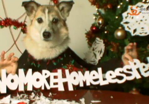 Festive dog holding a message banner