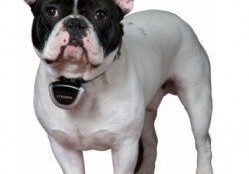 French Bulldog standing with a collar