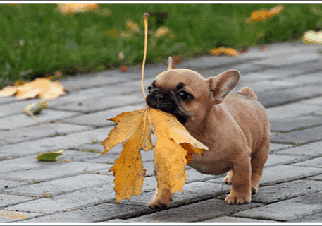 Puppy carrying a large autumn leaf