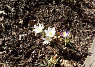 Small flowers blooming in garden