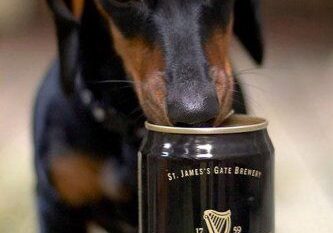 Dog investigates a can of Guinness