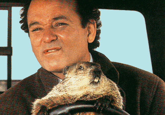 Groundhog on steering wheel with man