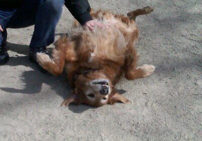 Happy dog enjoying belly rub outdoors