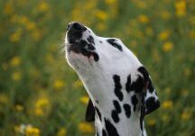 Dalmatian looking skyward among flowers.