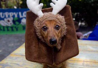 Cute dog wearing antler outfit