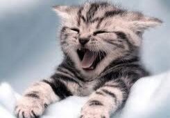 Adorable kitten with mouth wide open.