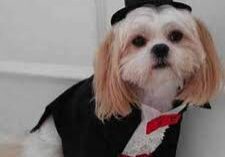 Puppy wearing a tuxedo and hat