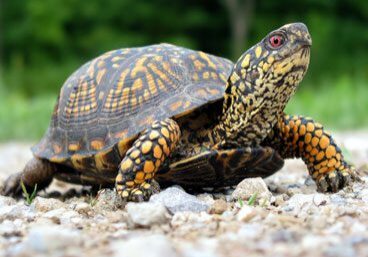 Colorful turtle close-up