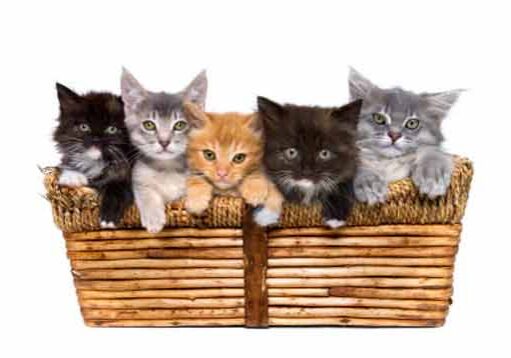 Kittens sitting in a wicker basket