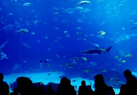 Silhouettes observing fish in large aquarium.