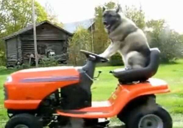 Funny dog on orange lawnmower