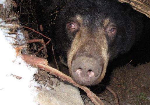 Bear peeking from its den