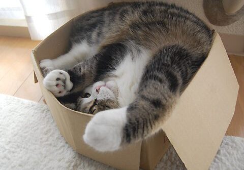 Cozy cat lounging inside small box