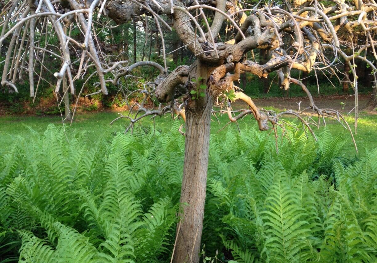 Bare tree surrounded by lush ferns