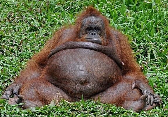 Relaxed orangutan sitting on grass