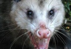 Opossum showing teeth and claws