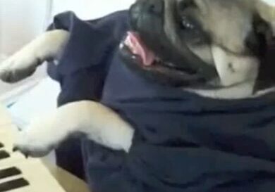 Cute pug dressed in blue outfit