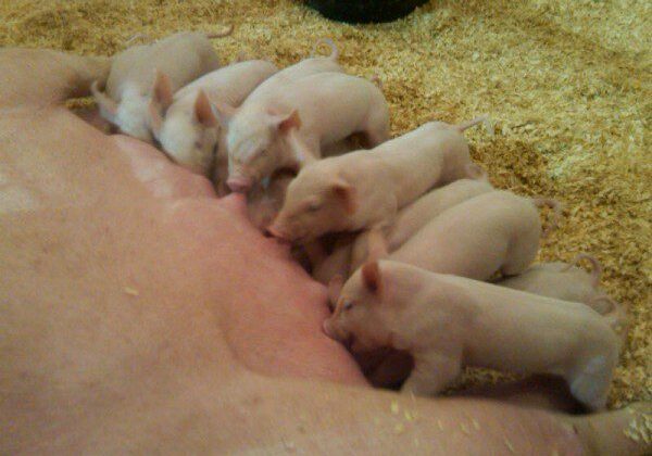 Newborn piglets suckling in barn