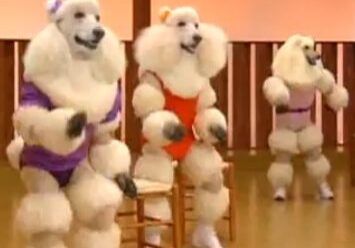 Poodles in colorful workout outfits