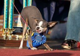 Small dog wearing award ribbon