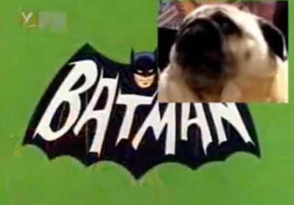 Batman logo with pug overlay