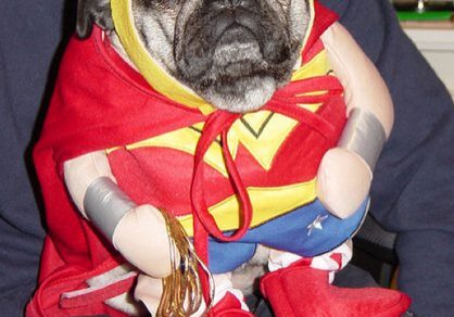 Cute pug wearing superhero outfit indoors